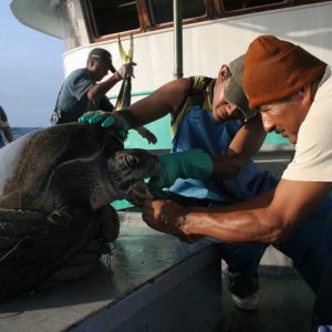 turtle-hook-fishermen-community-training-latinamerica